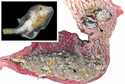 Saxitoxin Poisoning in Green Turtles (Chelonia mydas) Linked to Scavenging on Mass Mortality of Caribbean Sharpnose Puffer Fish (Canthigaster rostrata-Tetraodontidae)